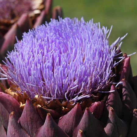 Le Mas De Doat, Gite De Charme 4 Etoiles Dans Le Triangle D Or Proche Gaillac Et Albi Senouillac Eksteriør billede
