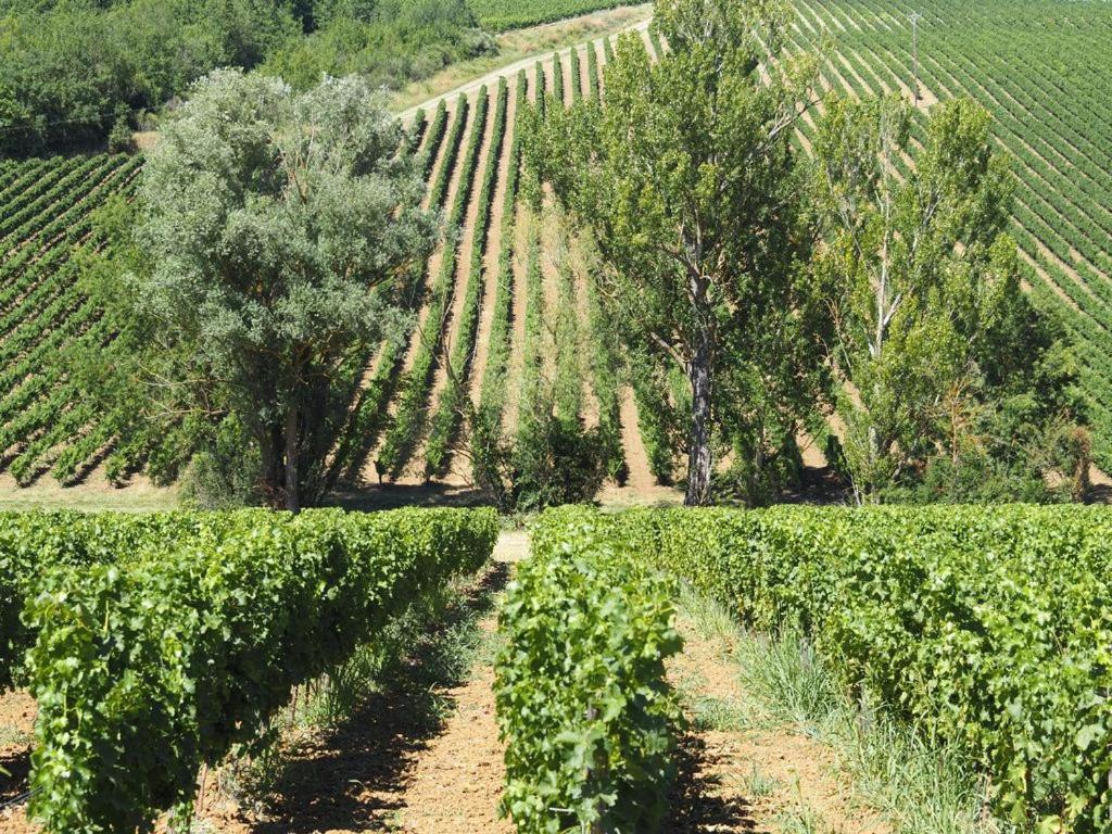 Le Mas De Doat, Gite De Charme 4 Etoiles Dans Le Triangle D Or Proche Gaillac Et Albi Senouillac Eksteriør billede